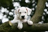 DOGUE ARGENTIN 314